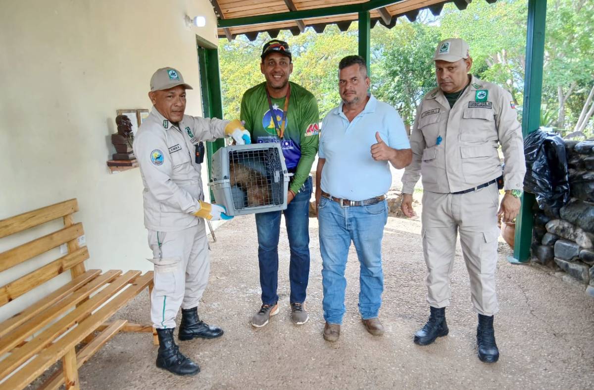 Liberan a dos osos hormigueros rescatados en Ciudad Guayana